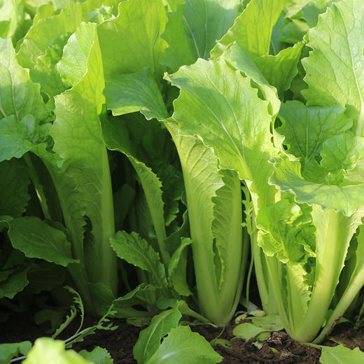 每日现摘  密农人家农家小白菜  新鲜叶菜  清香味美  甘甜多汁  300g 商品图4