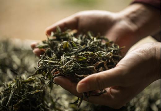 荒山秘境 云南古树白茶 商品图2