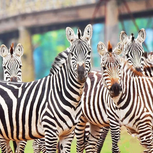 【酒店秒杀】龙之梦欢乐世界大酒店 商品图1