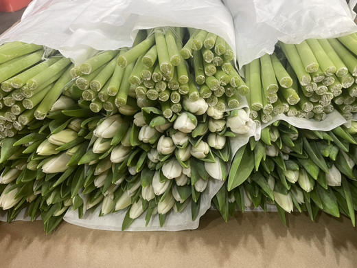 【荷兰郁金香】 白色 （维珍白30克）10支/扎 商品图7