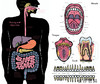 Inside the Body An extraordinary layer-by-layer guide to human anatomy / 《身体内部》一本非凡的人体解剖学逐层指南 商品缩略图2