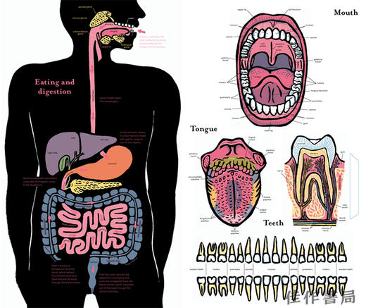 Inside the Body An extraordinary layer-by-layer guide to human anatomy / 《身体内部》一本非凡的人体解剖学逐层指南 商品图2