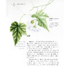 《绘制生命：植物插画艺术》 商品缩略图10