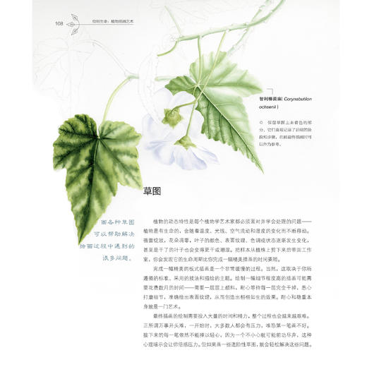 《绘制生命：植物插画艺术》 商品图10