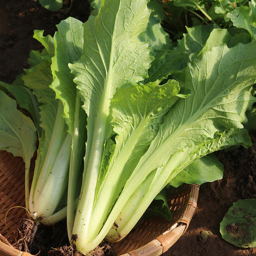 每日现摘  密农人家农家小白菜  新鲜叶菜  清香味美  甘甜多汁  300g 商品图3