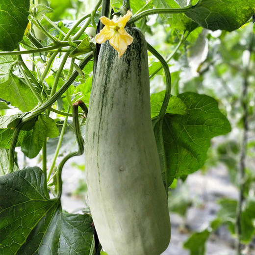 山东潍坊 羊角蜜瓜 商品图5