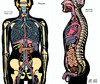 Inside the Body An extraordinary layer-by-layer guide to human anatomy / 《身体内部》一本非凡的人体解剖学逐层指南 商品缩略图3