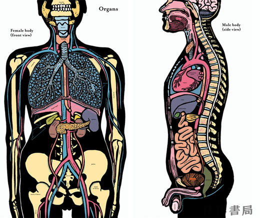 Inside the Body An extraordinary layer-by-layer guide to human anatomy / 《身体内部》一本非凡的人体解剖学逐层指南 商品图3