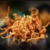 福建古田虫草花干货新鲜无硫蛹虫草200gx2袋 商品缩略图1