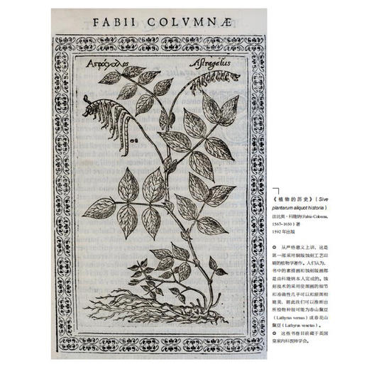 《绘制生命：植物插画艺术》 商品图13