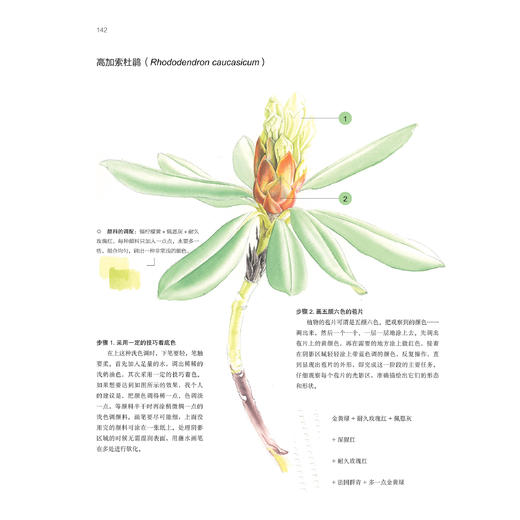 《绘制生命：植物插画艺术》 商品图7