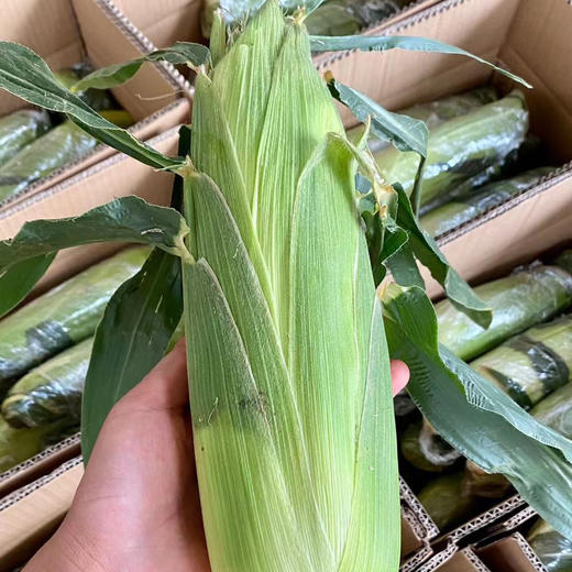 脆嫩可生食 | 云南水果玉米 生鲜玉米早餐轻食 饱腹健康粗粮减脂好帮手 3斤/5斤 商品图11