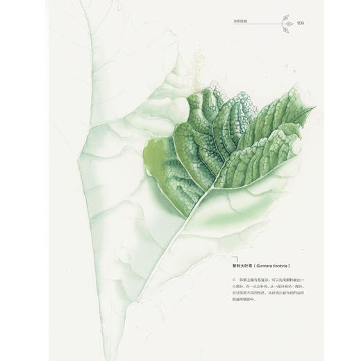 《绘制生命：植物插画艺术》 商品图9
