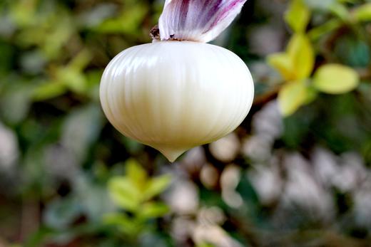 蒜中“贵族”【大理紫皮蒜】果径40mm以上果王 精选独蒜 味郁汁足 不论生吃作调料味道俱佳 商品图2