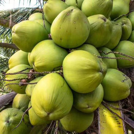 泰国原装椰子水 商品图8