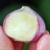 蒜中“贵族”【大理紫皮蒜】果径40mm以上果王 精选独蒜 味郁汁足 不论生吃作调料味道俱佳 商品缩略图6