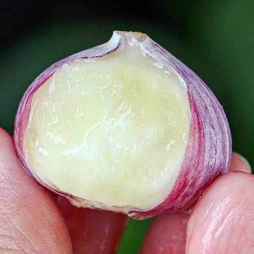 蒜中“贵族”【大理紫皮蒜】果径40mm以上果王 精选独蒜 味郁汁足 不论生吃作调料味道俱佳 商品图6