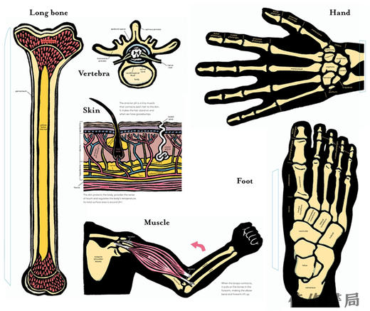 Inside the Body An extraordinary layer-by-layer guide to human anatomy / 《身体内部》一本非凡的人体解剖学逐层指南 商品图4