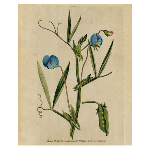《绘制生命：植物插画艺术》 商品图4