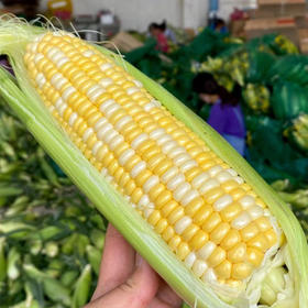 [最农公社]特惠主推|云南金银水果玉米3斤5斤9斤生鲜玉米早餐轻食控脂好帮手