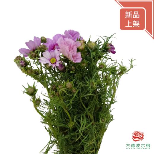 波斯菊-粉色系颜色深浅略有差异 商品图1