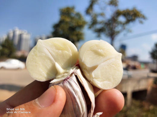 蒜中“贵族”【大理紫皮蒜】果径40mm以上果王 精选独蒜 味郁汁足 不论生吃作调料味道俱佳 商品图7