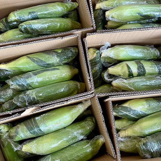 脆嫩可生食 | 云南水果玉米 生鲜玉米早餐轻食 饱腹健康粗粮减脂好帮手 3斤/5斤 商品图10