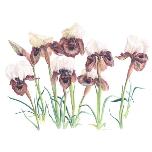 《绘制生命：植物插画艺术》 商品图11