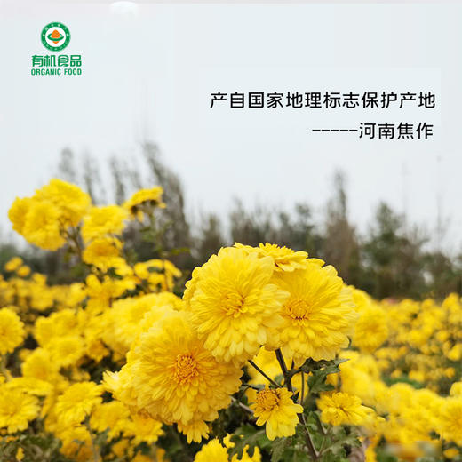 有机怀菊花2瓶（30克/瓶） 商品图1