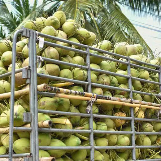 泰国原装椰子水 商品图6