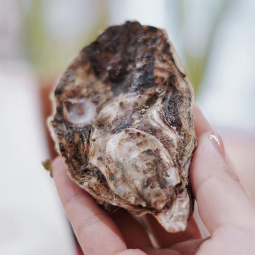 【7只预售装】限量版木盒装玫瑰粉钻生蚝 (Tarbouriech)（2月10日开始发货） 商品图1