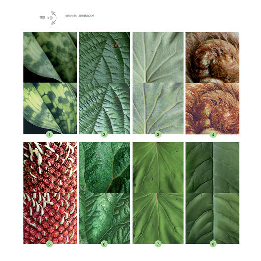 《绘制生命：植物插画艺术》 商品图12