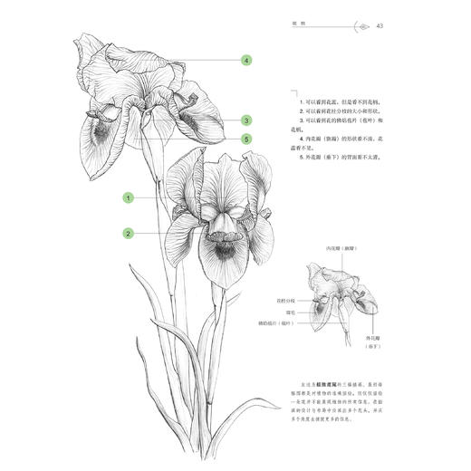 《绘制生命：植物插画艺术》 商品图6
