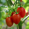 农家玲珑小番茄  个头小巧 酸甜可口 圣女果  1斤 商品缩略图5