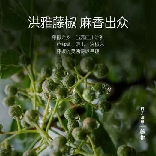 【美和居-国家非遗】0零添加剂藤椒麻辣醋山西老陈醋凉拌238ml 商品图1