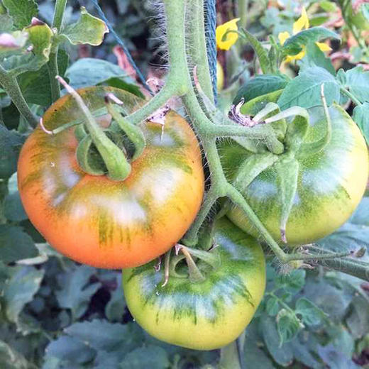 绿腚草莓水果小番茄4.8斤 商品图8