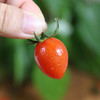 农家玲珑小番茄  个头小巧 酸甜可口 圣女果  1斤 商品缩略图2