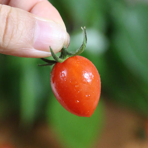 农家玲珑小番茄  个头小巧 酸甜可口 圣女果  1斤 商品图2