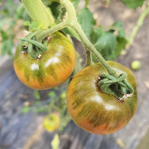 绿腚草莓水果小番茄4.8斤 商品图10