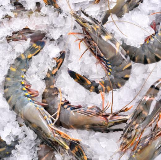 海外直采 泰国活冻黑虎虾（大号） 400g 16-20只/盒 商品图1