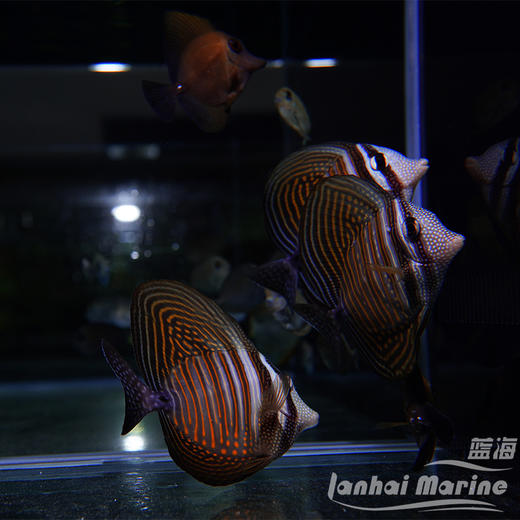 珍珠大帆吊 商品图2