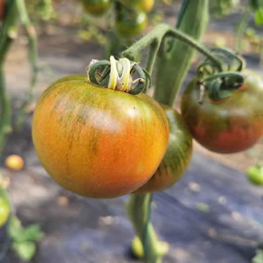 绿腚草莓水果小番茄4.8斤 商品图9