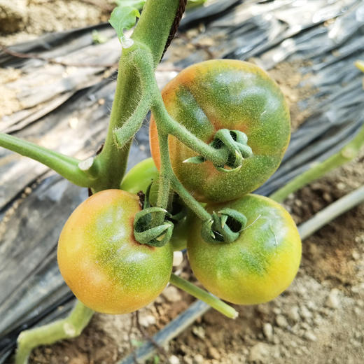 绿腚草莓水果小番茄4.8斤 商品图7