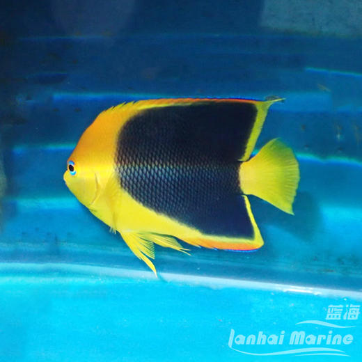 美国石美人 商品图1