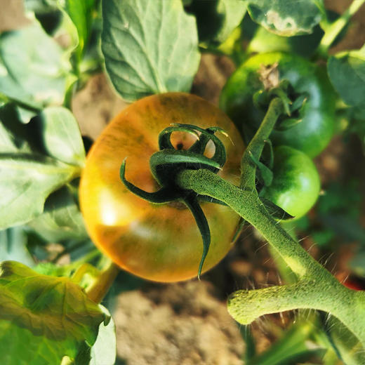 绿腚草莓水果小番茄4.8斤 商品图12