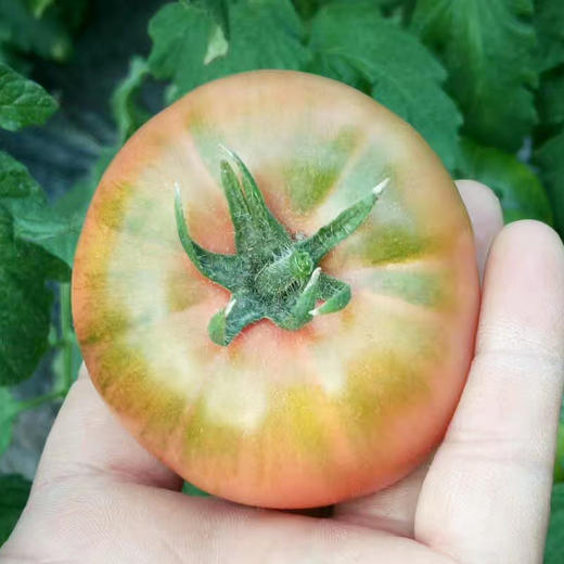 绿腚草莓水果小番茄4.8斤 商品图13