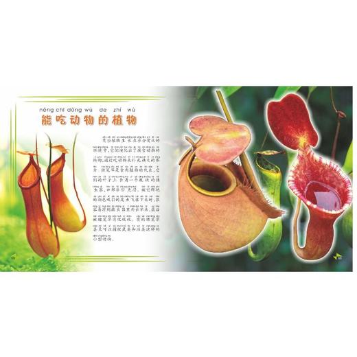 我的第一本植物知识大全 商品图3