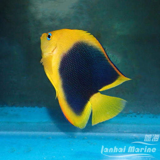 美国石美人 商品图2