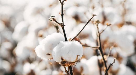 【6F】ROYALCOVER/罗卡芙140支套件长绒棉色织提花四件套 马略卡-浅香槟 商品图6