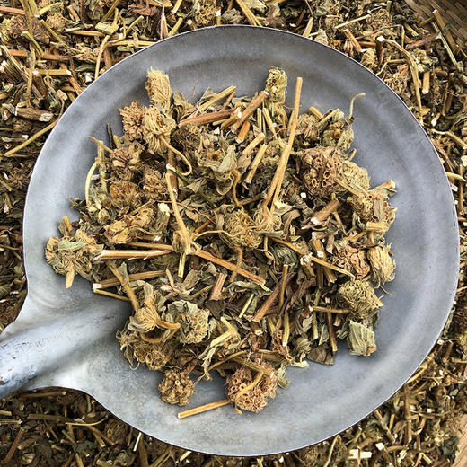 绣球防风 商品图4
